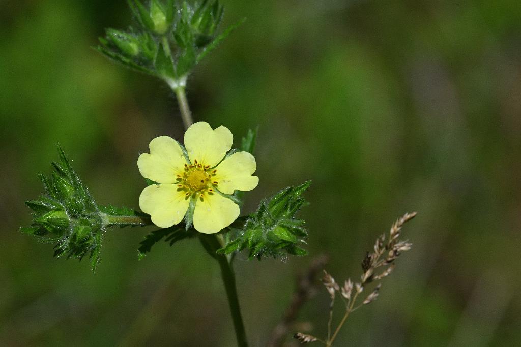 2025-06169021 Acton Arboretum, MA.JPG